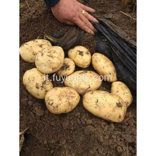 patata fresca tengzhou per l&#39;esportazione